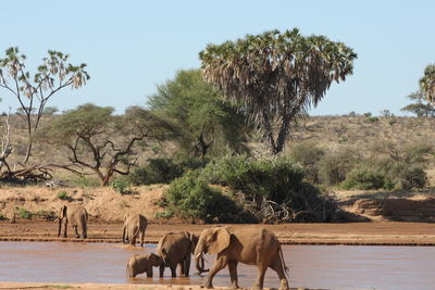 Elephants at riverbank against clear sky