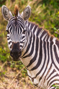 Close-up portrait of zebra