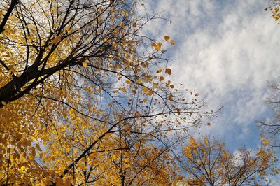 Low angle view of tree against cloudy sky