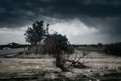 Trees on field against storm clouds