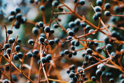 Close-up of berries growing on tree