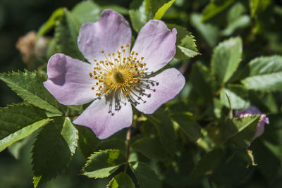 Close-up of purple flowering plant