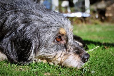 Close-up of a dog looking away