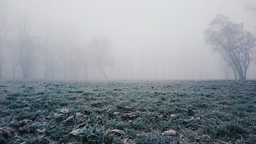 Scenic view of forest in foggy weather