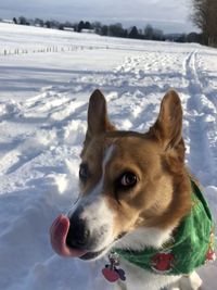 Dog looking at snow on field during winter