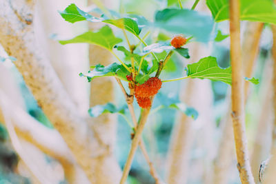 The mulberry fruit is ripening on the tree.