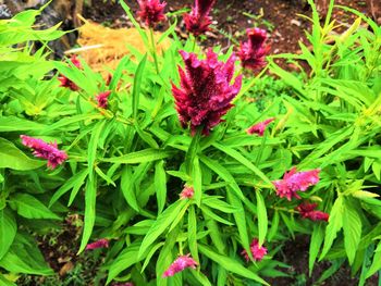 High angle view of pink flowering plants on field