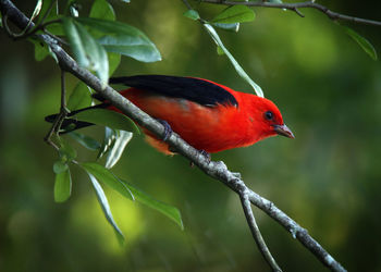 Close-up of a bird perching on branch