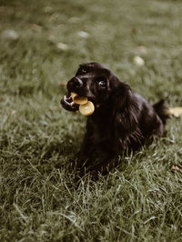 Portrait of dog with toy in mouth relaxing on grassy field