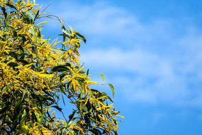 Low angle view of tree against sky