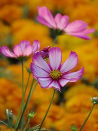Close-up of pink flowering plant