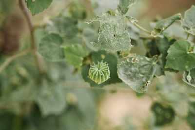 Close-up of leaves on plant during winter