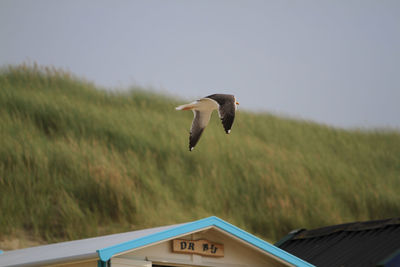 Bird flying over a field