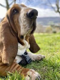 pet
