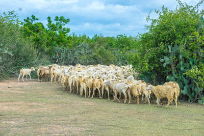 Sheep in a field