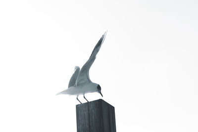 Low angle view of seagull flying against clear sky