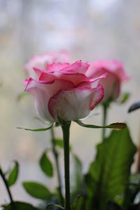 Close-up of pink rose