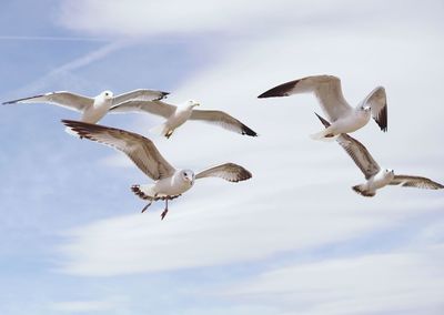 Low angle view of seagulls flying against sky