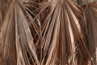 Full frame shot of dry palm leaves