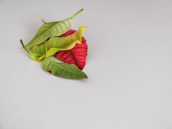 Close-up of flowers over white background