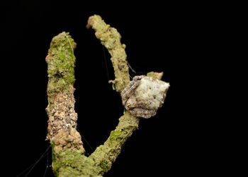 Close-up of plant against black background