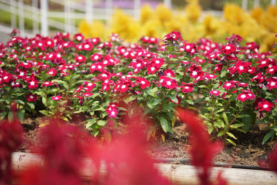 Close-up of red flowering plants in park