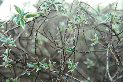 Close-up of plants on tree