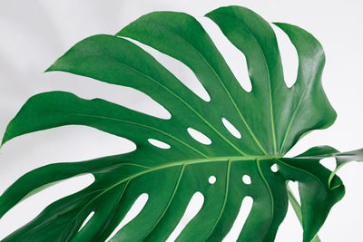 Close-up of leaf against white background