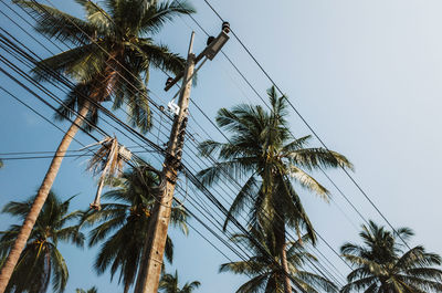 Low angle view of palm trees against sky