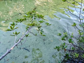 High angle view of leaves floating on lake