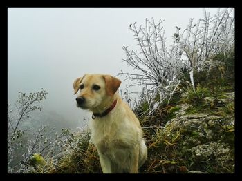 Dog with dog in background