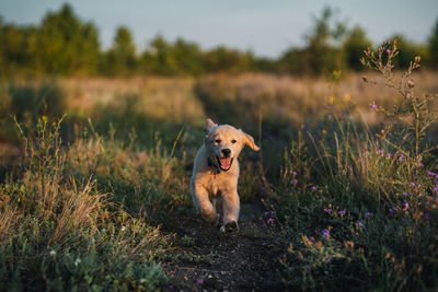 Dog running on field