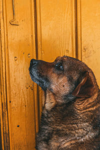 Cute dog with pleasing looking with wooden background