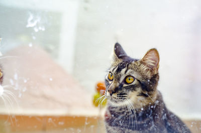 Close-up of cat in water