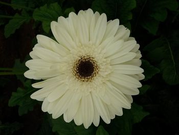 Close-up of white daisy flower