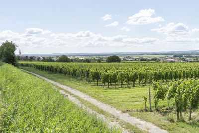 Scenic view of agricultural field against sky