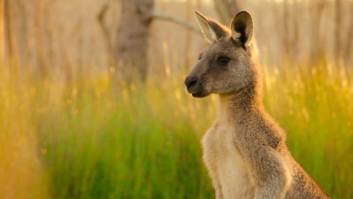 Close-up of kangaroo on field