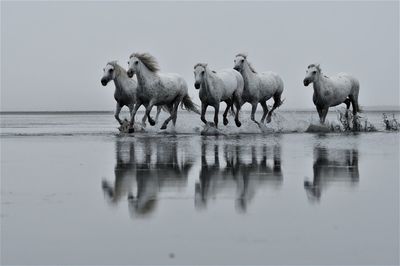 Horses running at beach against sky