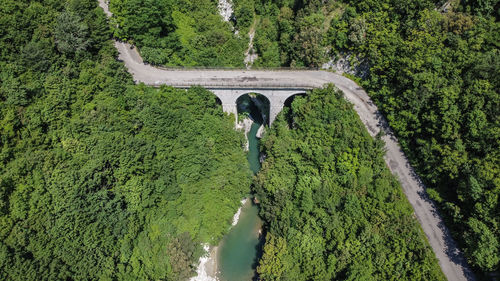 High angle view of plants and trees in forest