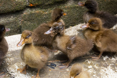 High angle view of a ducks