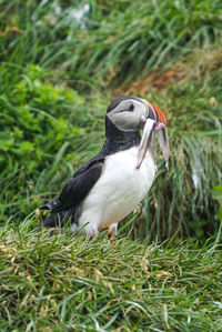Close-up of a duck on field