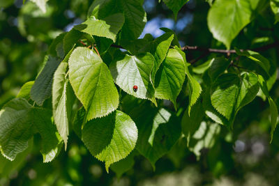 Close-up of green leaves on plant