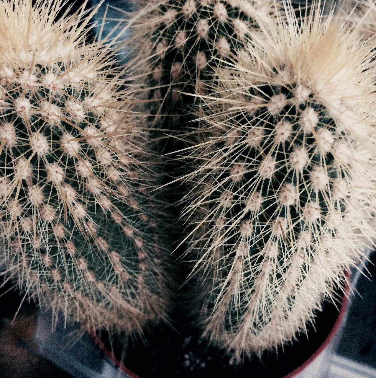 growth, nature, plant, close-up, no people, sharp, spiked, beauty in nature, fragility, outdoors, day, cactus, needle - plant part