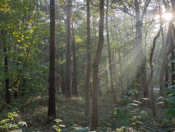 Sunlight streaming through trees in forest