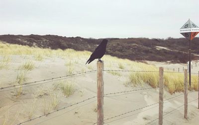 Bird perching on wooden post against clear sky