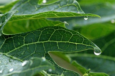 Close-up of raindrops on leaves