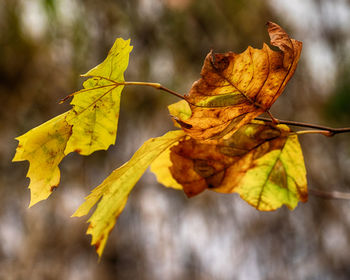 Close-up of yellow maple leaves