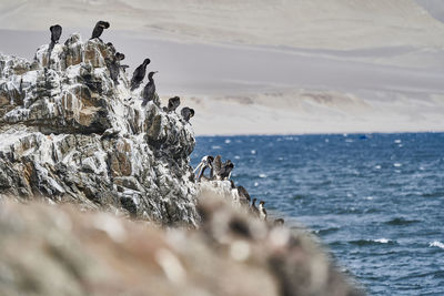 Bird colony of guanay cormorant or guanay shag, leucocarbo bougainvillii, on guano covered rocks