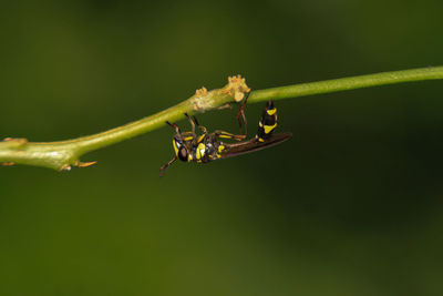 Close-up of ant on leaf