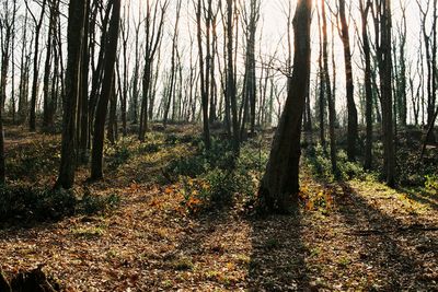 Trees in forest